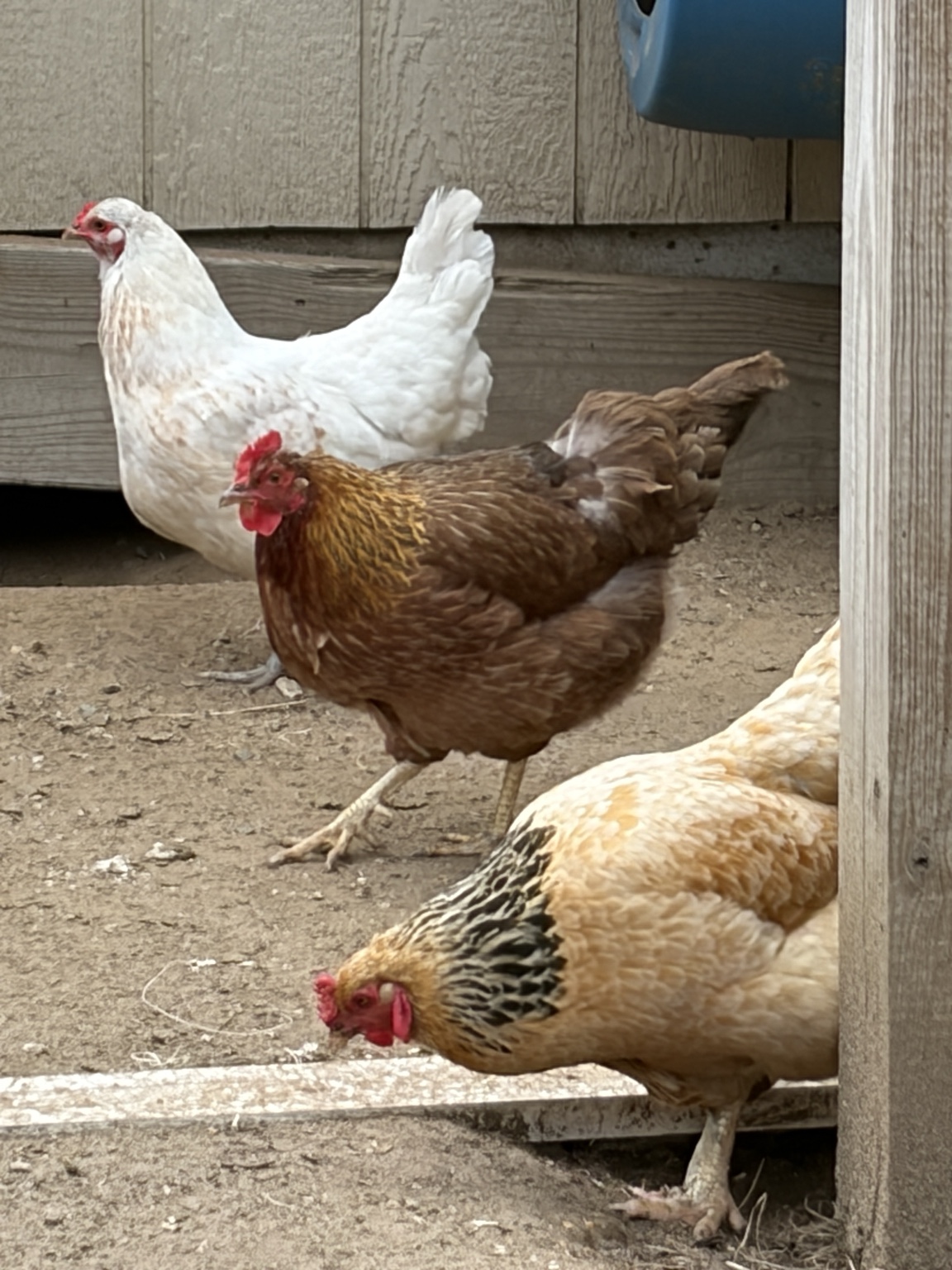 Chickens gathered together at Luke’s Coop