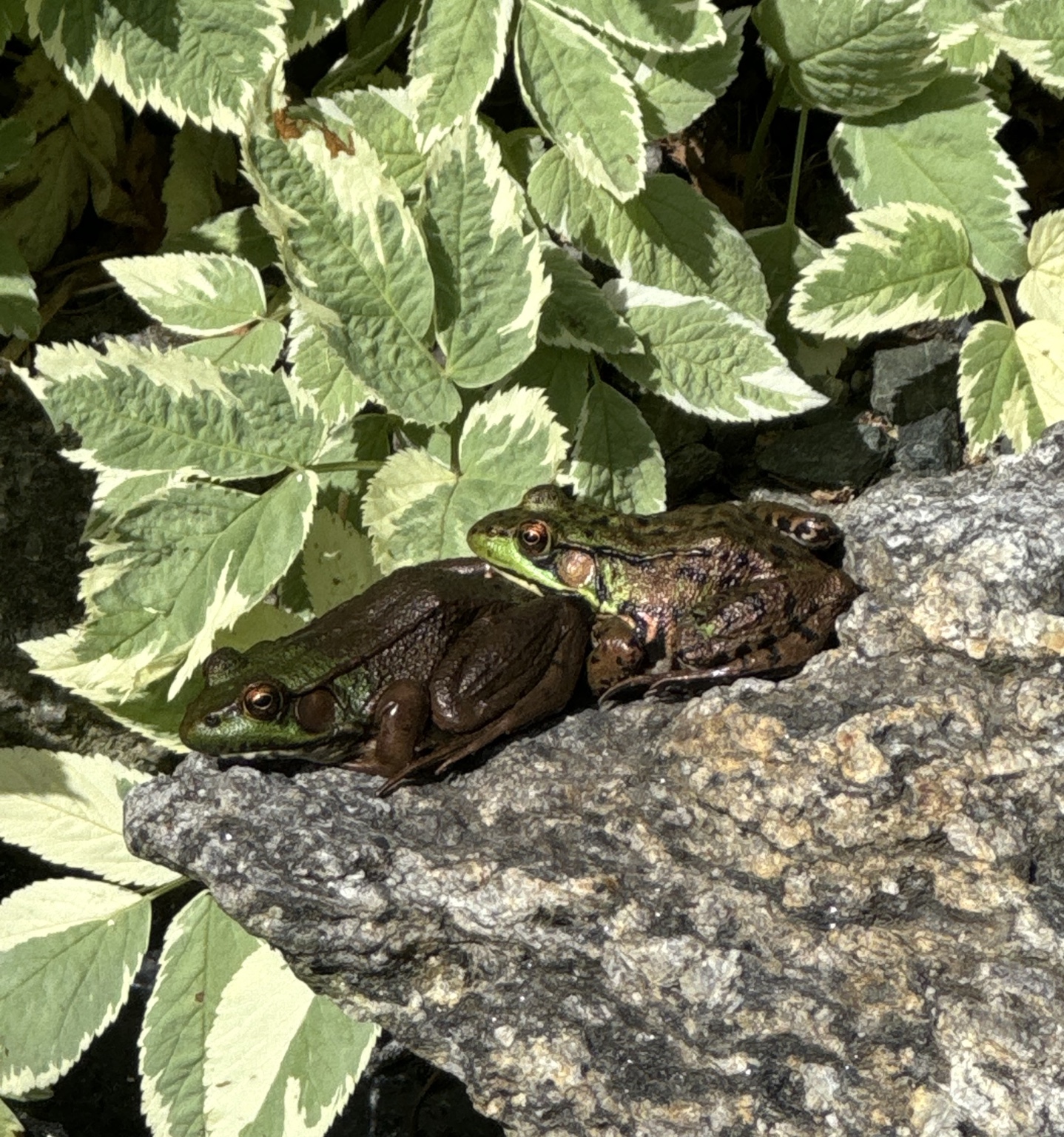 Frogs raised from tadpoles in the family pond
