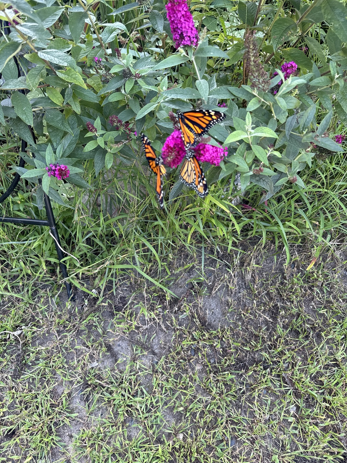 Monarch butterflies resting on flowers before release