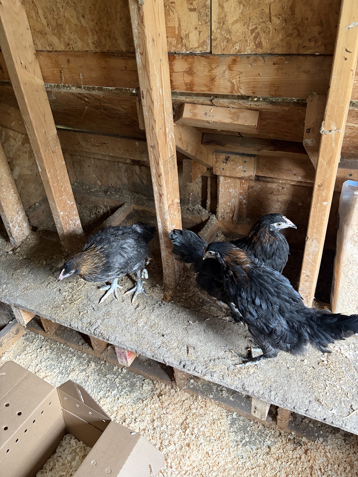 New pullets settling into their home at Luke’s Coop