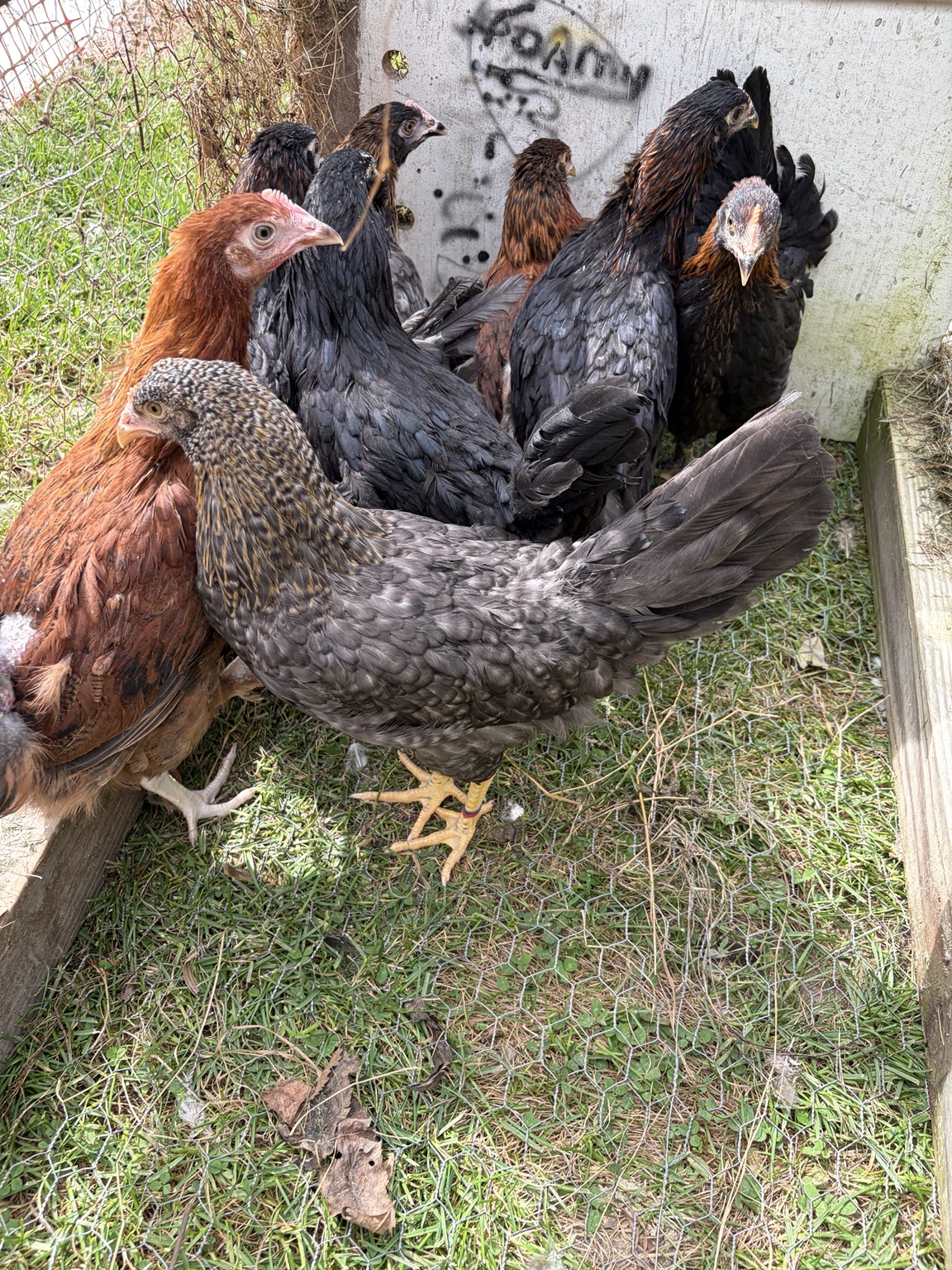 All seven new pullets together after arriving at Luke’s Coop