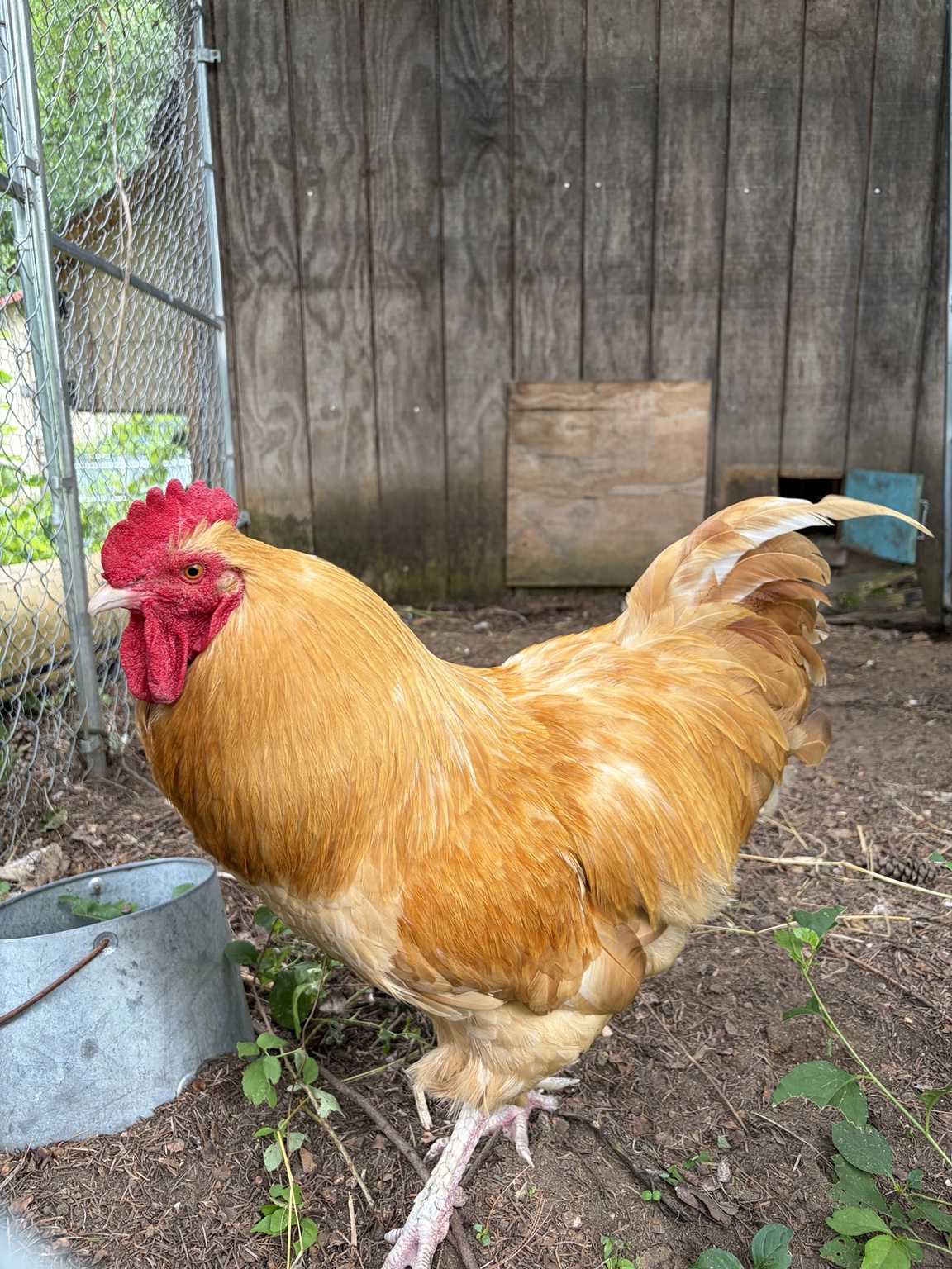 A rooster from the Luke’s Coop flock